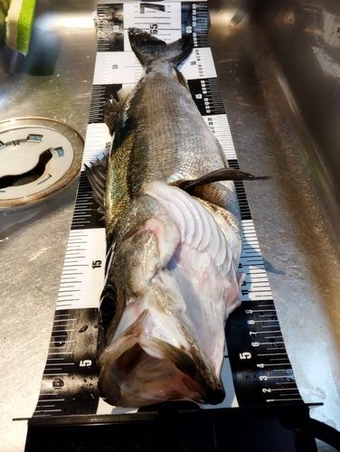 シーバスの釣果