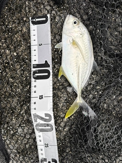 オニヒラアジの釣果