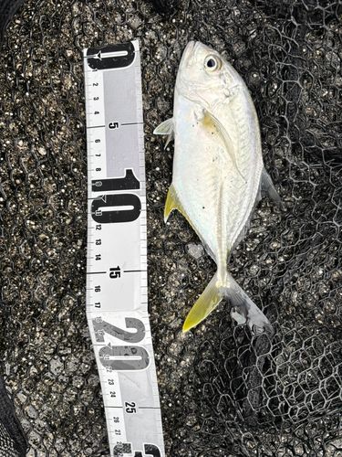 オニヒラアジの釣果