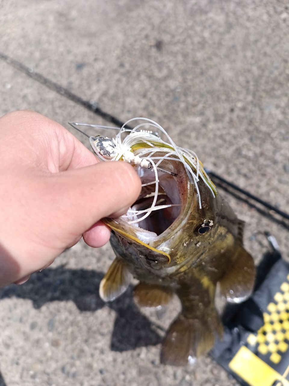 スモールマウスバス