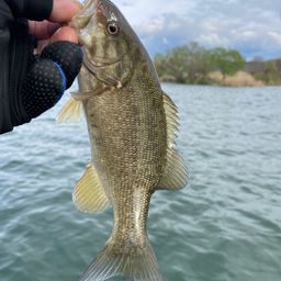 スモールマウスバス