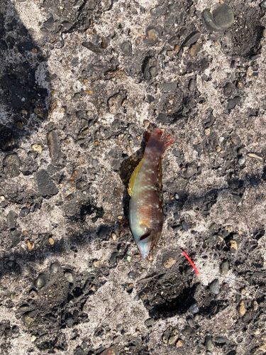 アカササノハベラの釣果