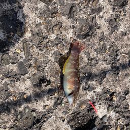 アカササノハベラ