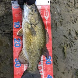 スモールマウスバス