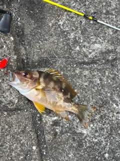 シブダイの釣果