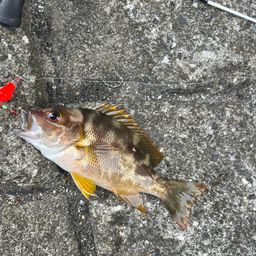 シブダイ
