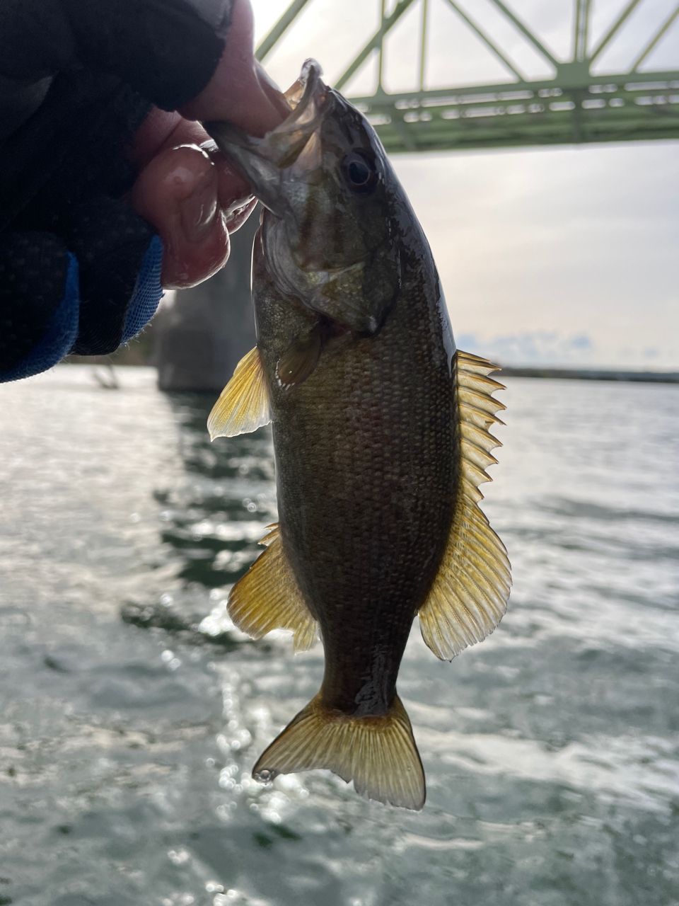 スモールマウスバス