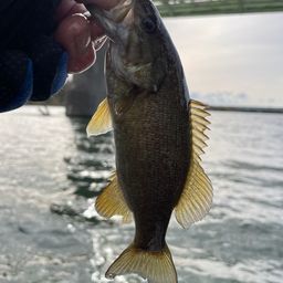 スモールマウスバス