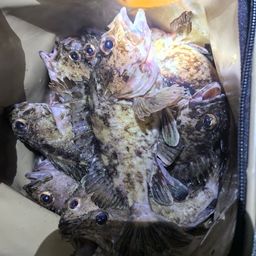 カサゴ