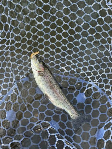 ニジマスの釣果