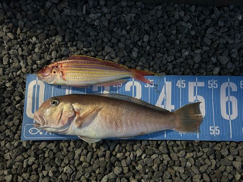 釣果