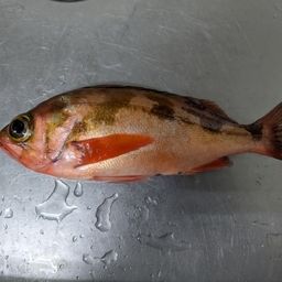 オキメバル
