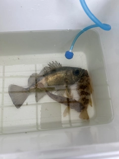 メバルの釣果