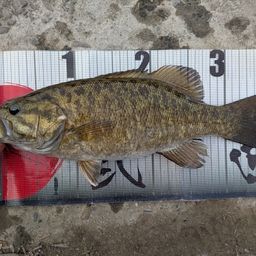 スモールマウスバス