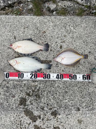 カレイの釣果