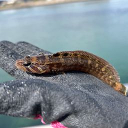 ムスジガジ
