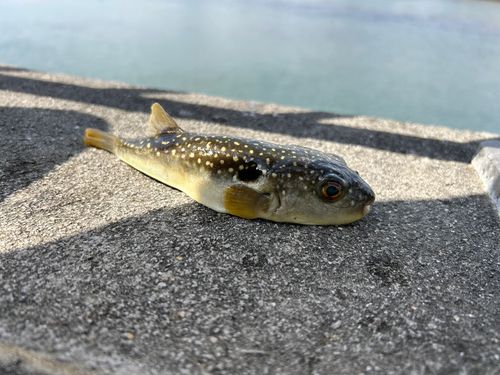 フグの釣果