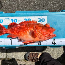 ウッカリカサゴ