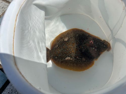 カレイの釣果