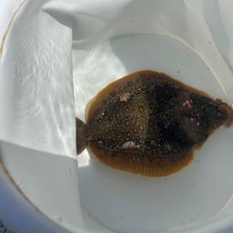 カレイ