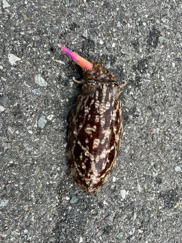 コウイカの釣果