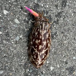 コウイカ