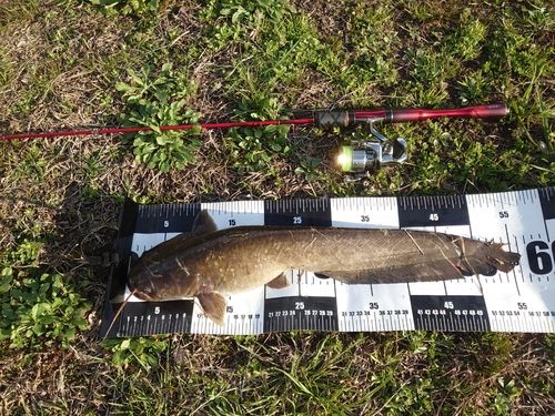 ナマズの釣果