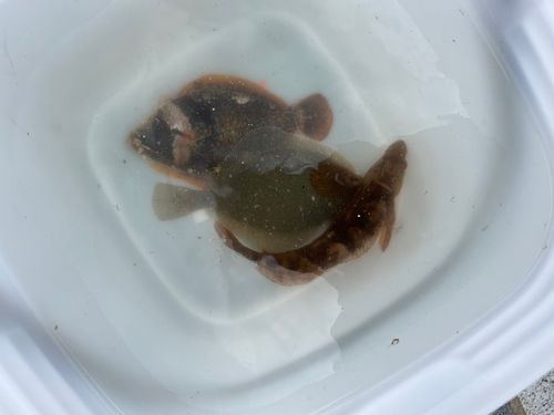 カレイの釣果