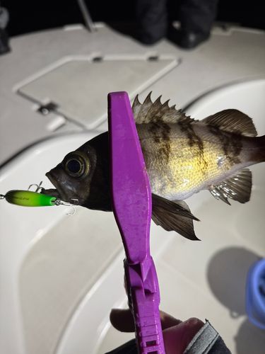 メバルの釣果