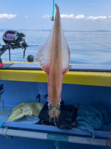 ヤリイカの釣果