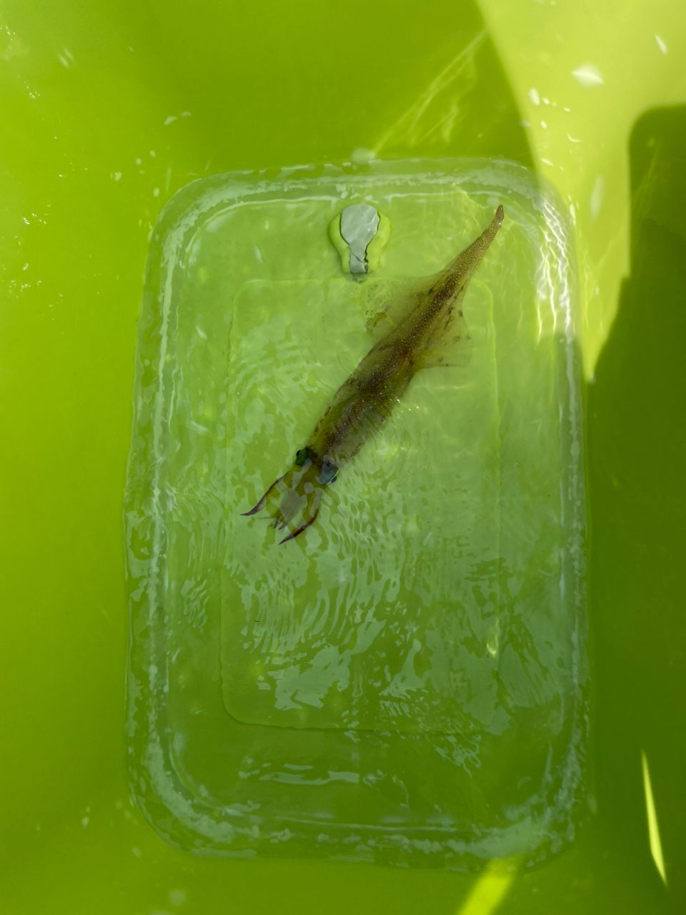 金沢八景のつり吉さんの釣果 2枚目の画像