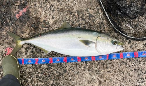 ブリの釣果