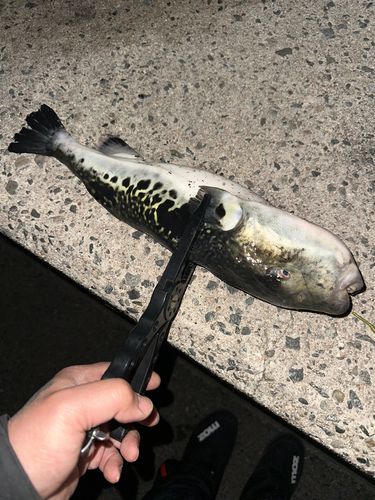 トラフグの釣果