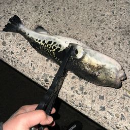 トラフグ