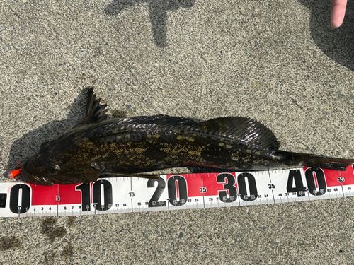 アイナメの釣果