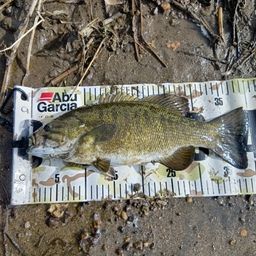 スモールマウスバス