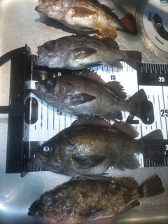 メバルの釣果