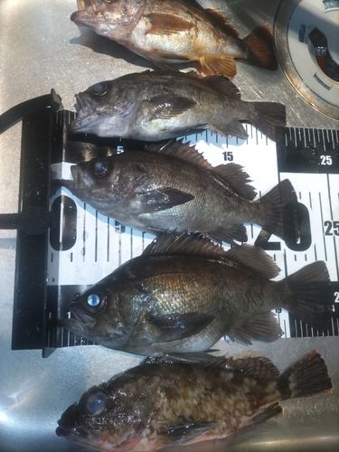 メバルの釣果