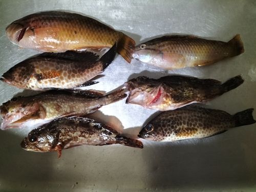 カサゴの釣果