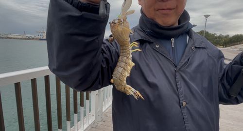 シャコエビの釣果
