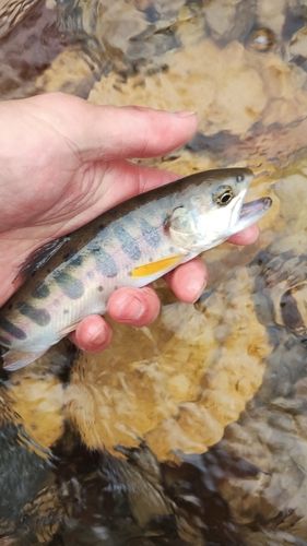 ヤマメの釣果