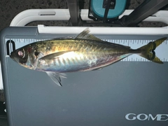 マアジの釣果