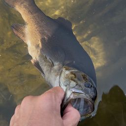 スモールマウスバス