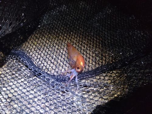 ホタルイカの釣果
