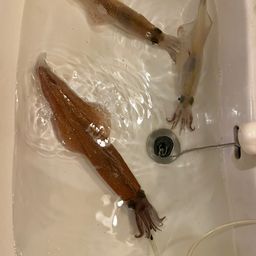 ササイカ