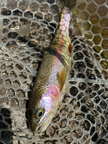 ニジマスの釣果