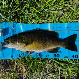 スモールマウスバス