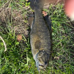 スモールマウスバス