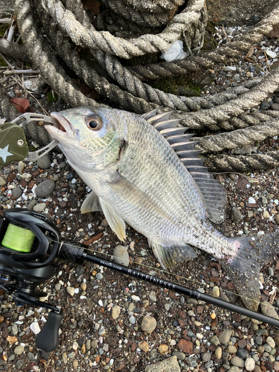 AbuGarcia エラディケーター ベイトフィネス EBTC-70LT-STの最
