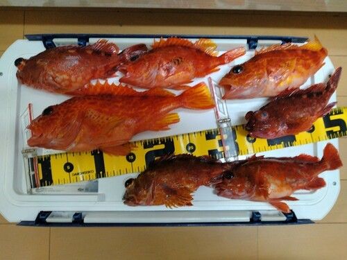 アヤメカサゴの釣果